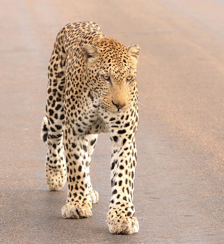 Photograph by Jacques Nel