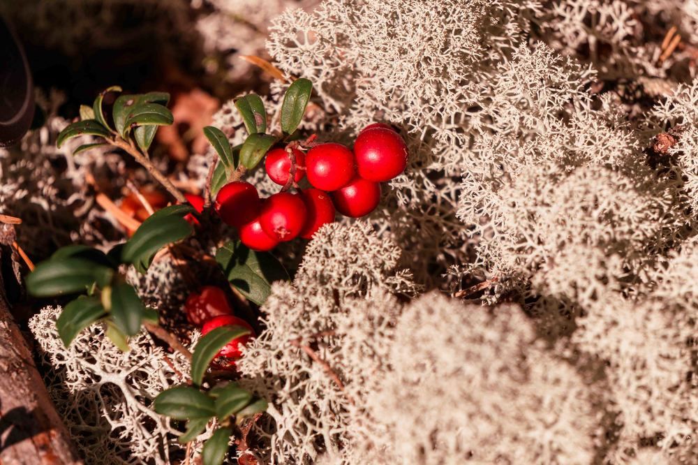 Photograph by Дарий Остахов