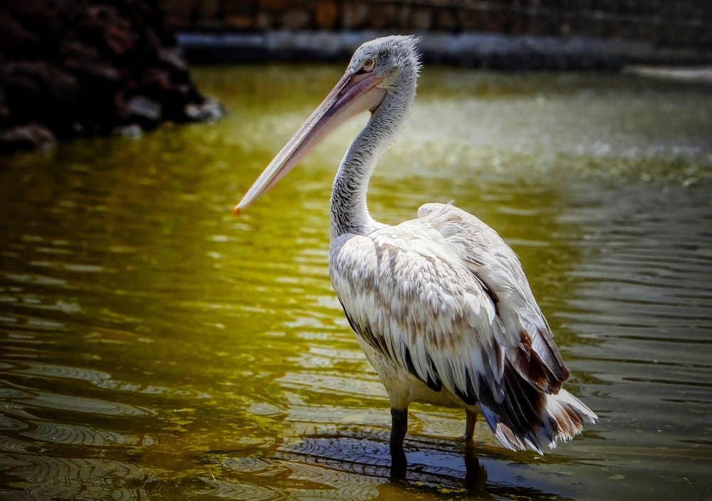 Фотография автора reza ahmadi