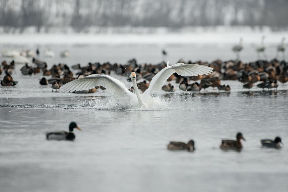 Photograph by Людмила Москвичёва