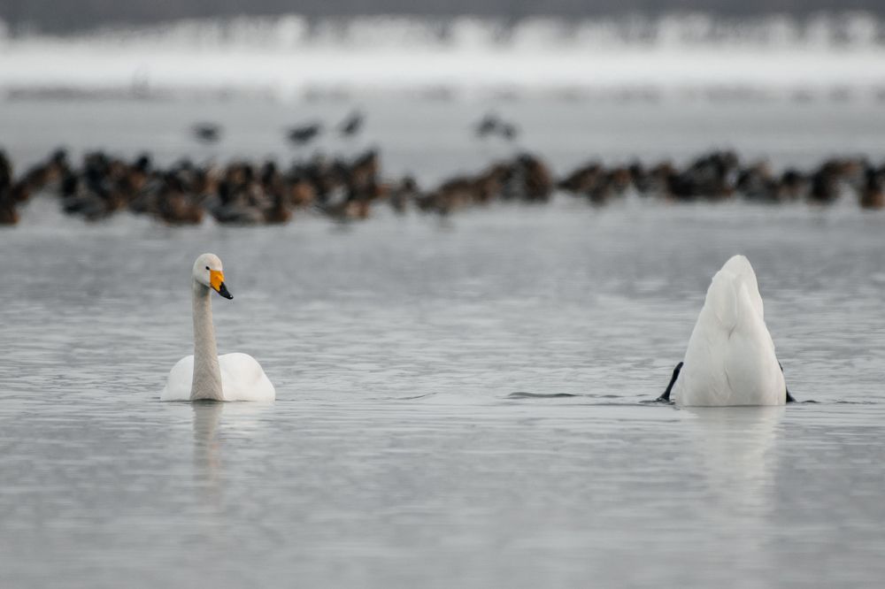 Photograph by Людмила Москвичёва