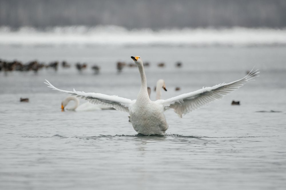 Photograph by Людмила Москвичёва