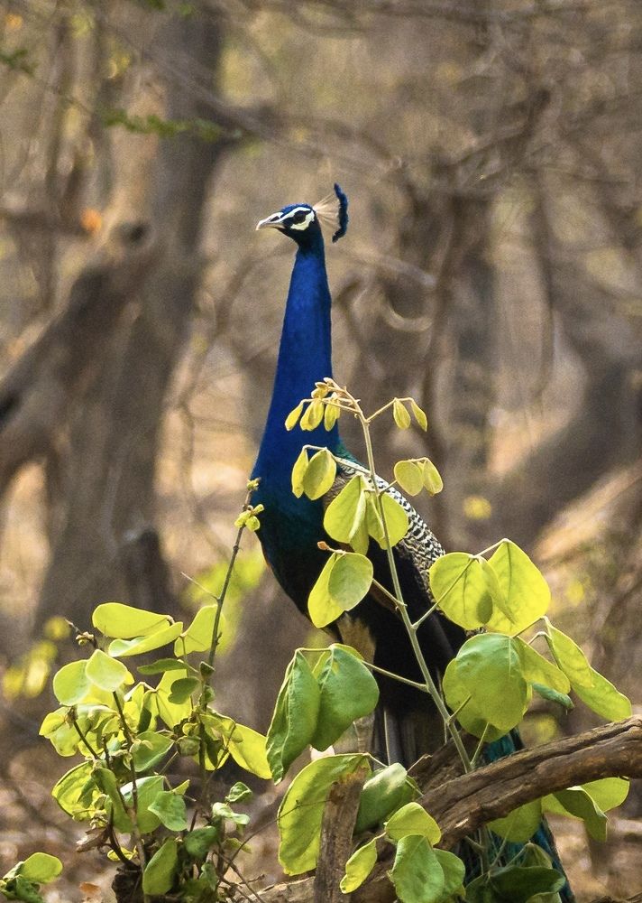 Фотография автора Mrinal Ranjan