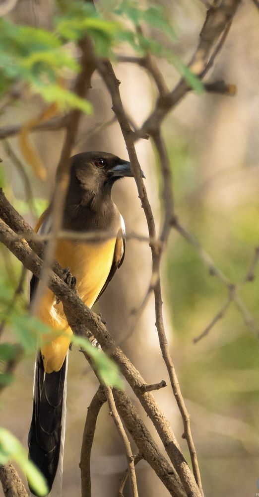 Фотография автора Mrinal Ranjan