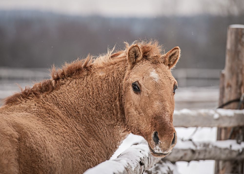 Фотография автора Наталья Шишова