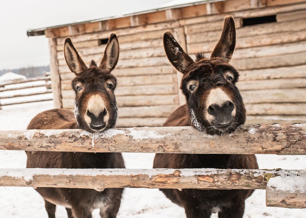 Фотография автора Наталья Шишова