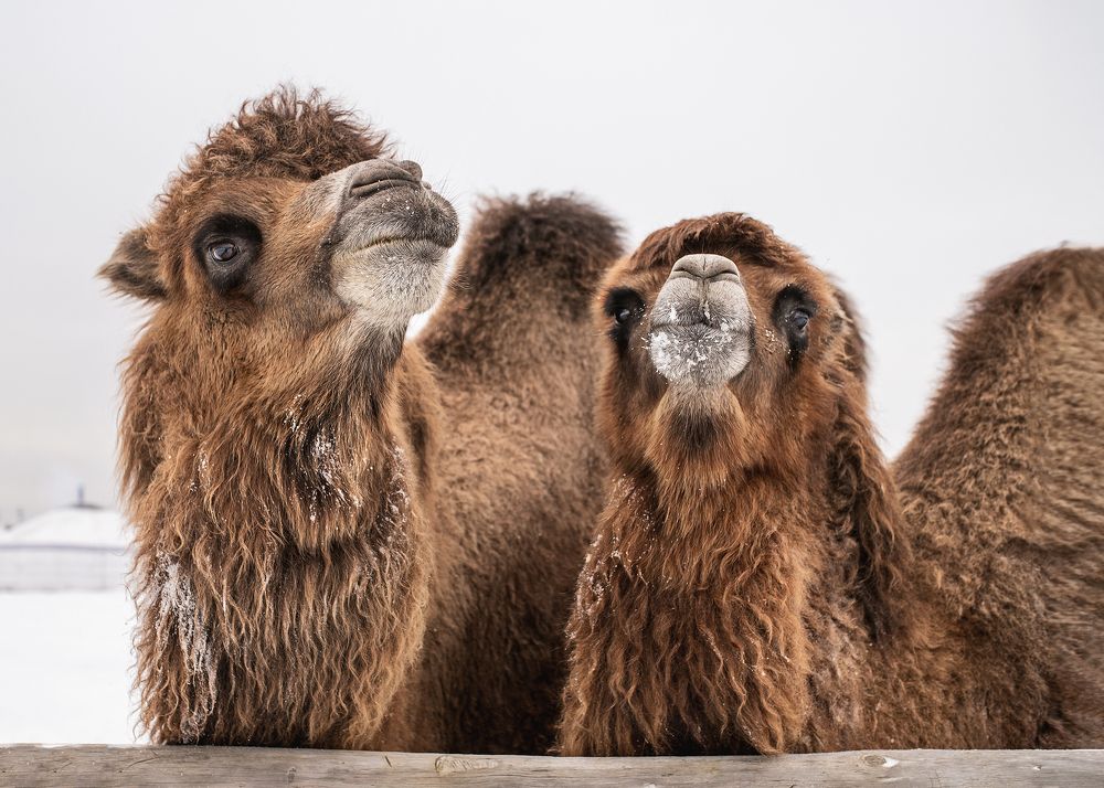 Фотография автора Наталья Шишова
