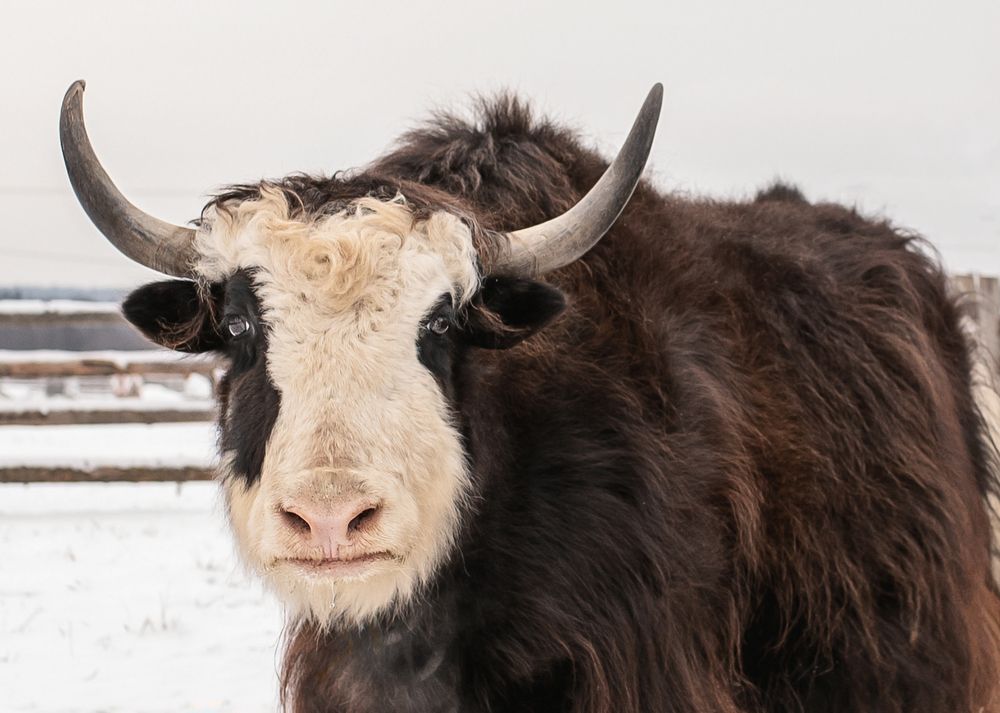 Фотография автора Наталья Шишова