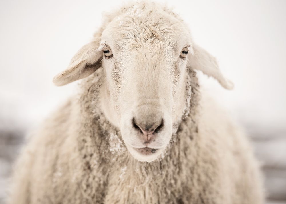 Фотография автора Наталья Шишова