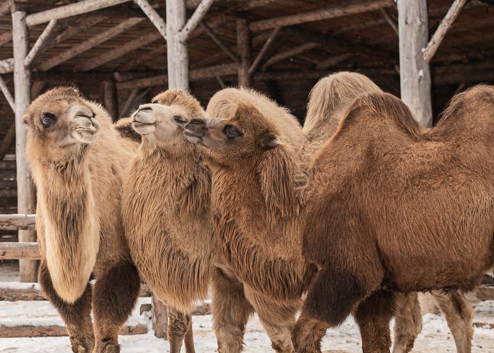 Фотография автора Наталья Шишова