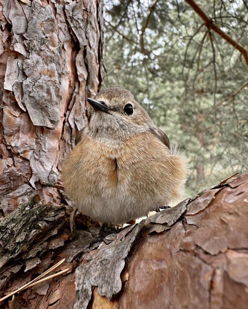 Photograph by Гуляева Светлана