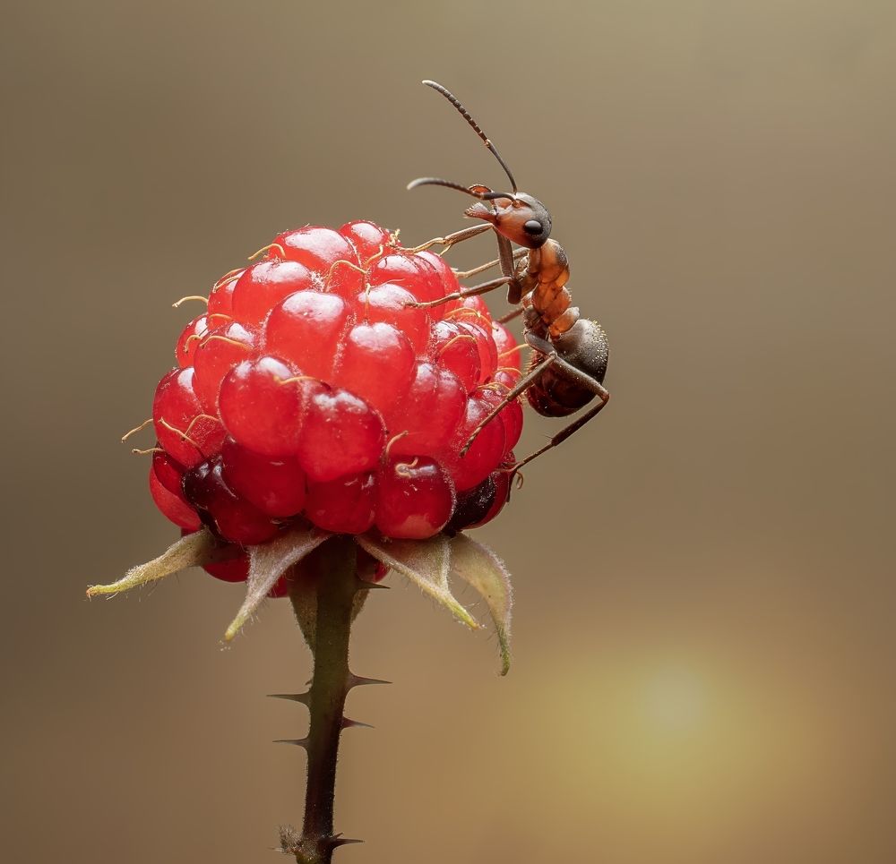 Photograph by Людмила Железнова