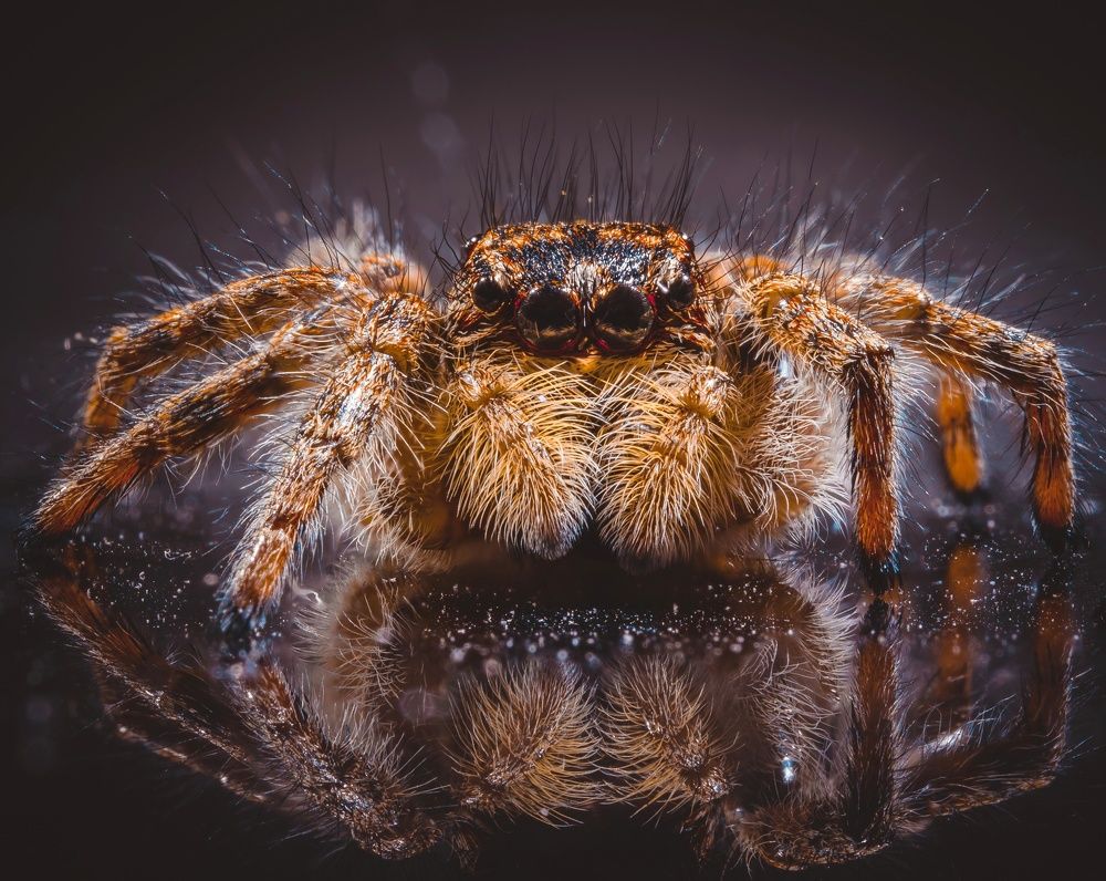 Паук-скакун