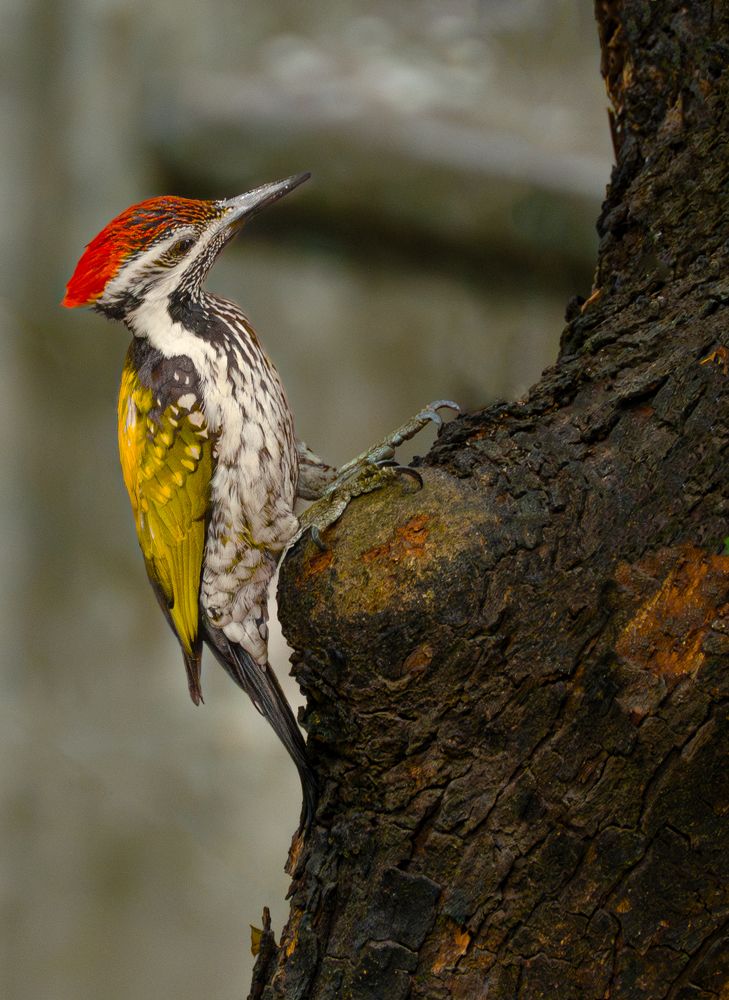 Woodpecker