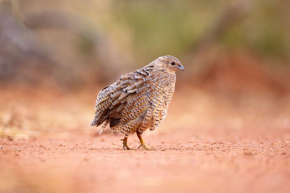 Brown Quail Galore