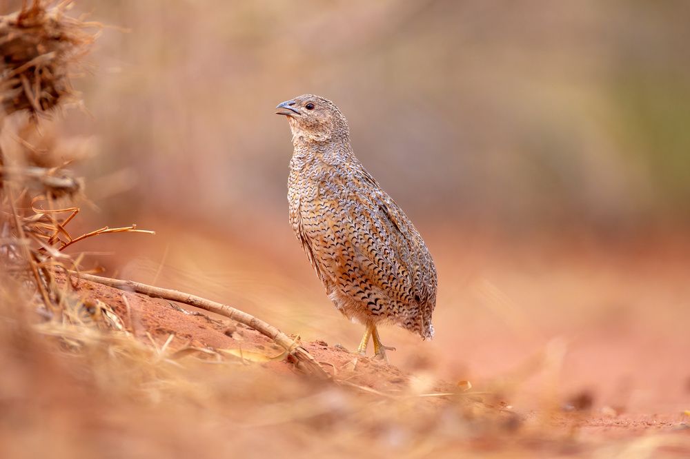 Photograph by Alexander Babych