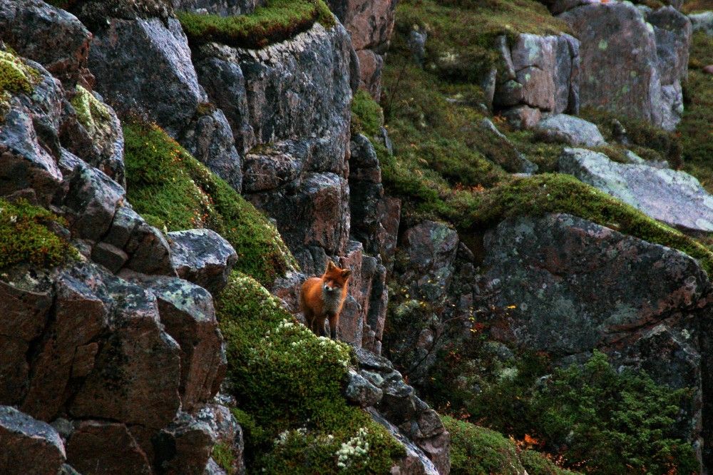 Любопытный лисенок