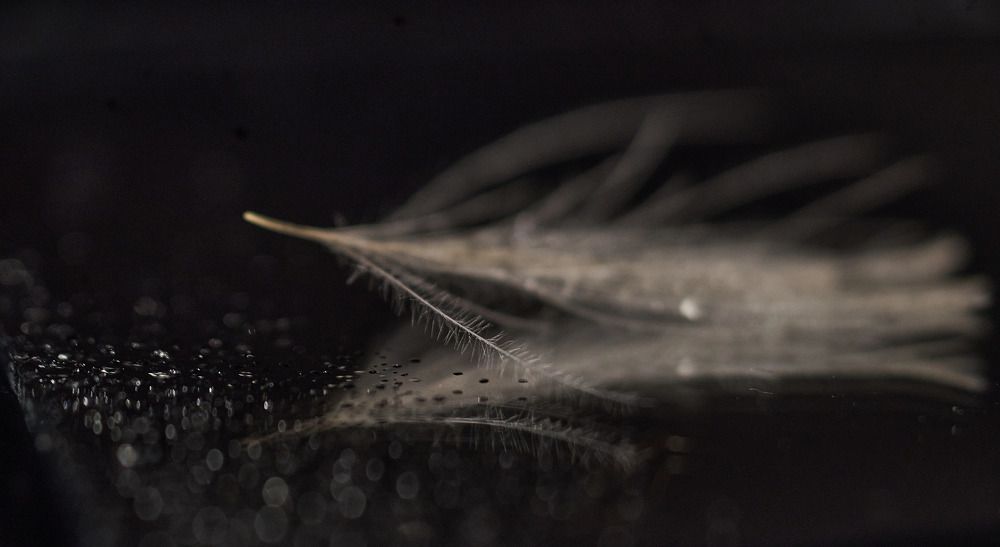 Просто пёрышко