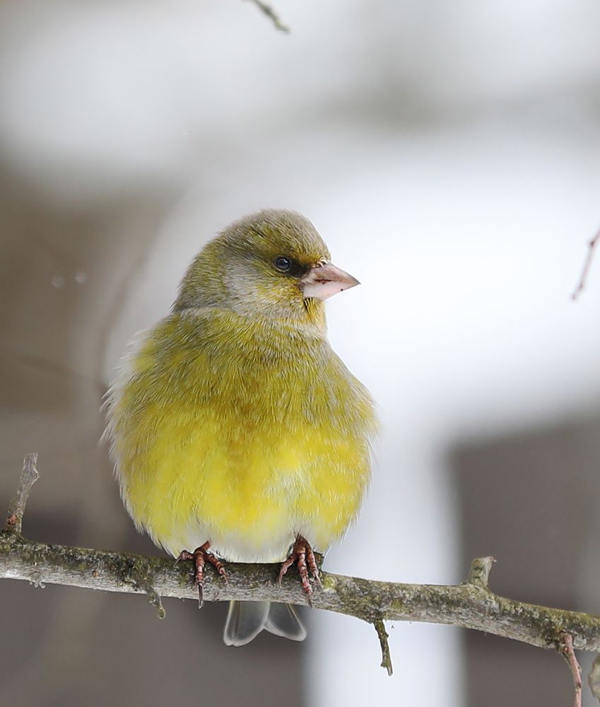 Photograph by Наталья Суслова