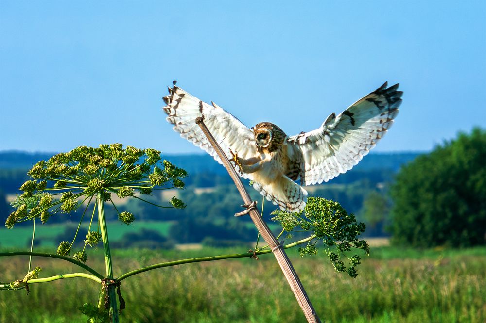 Иду на посадку!