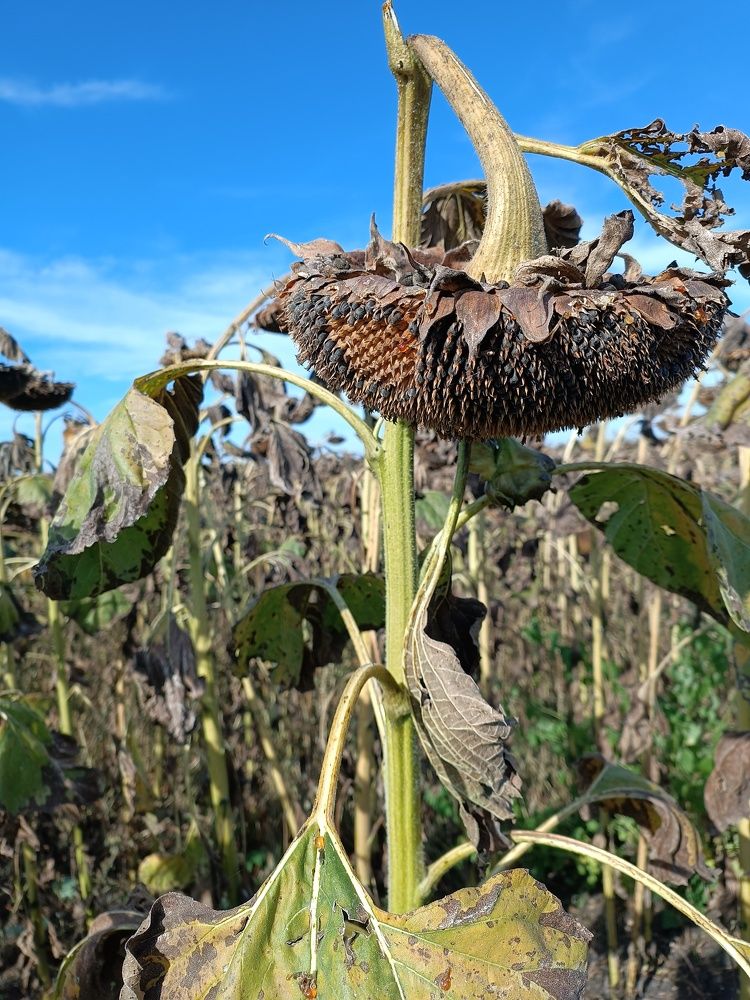 Photograph by Роза