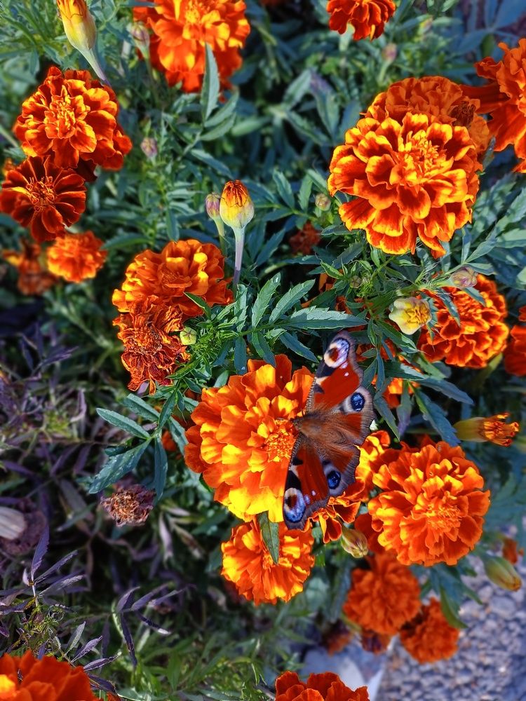 Photograph by Роза