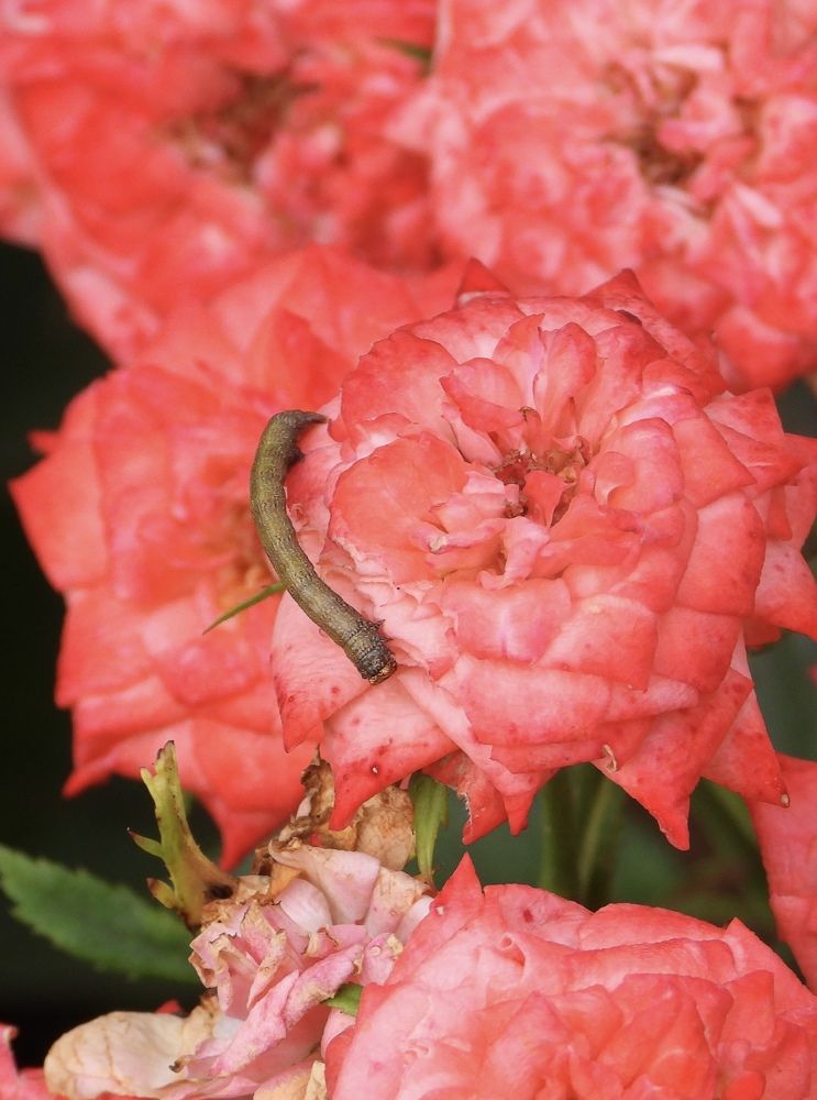Dotted border caterpillar( larva form of moth)