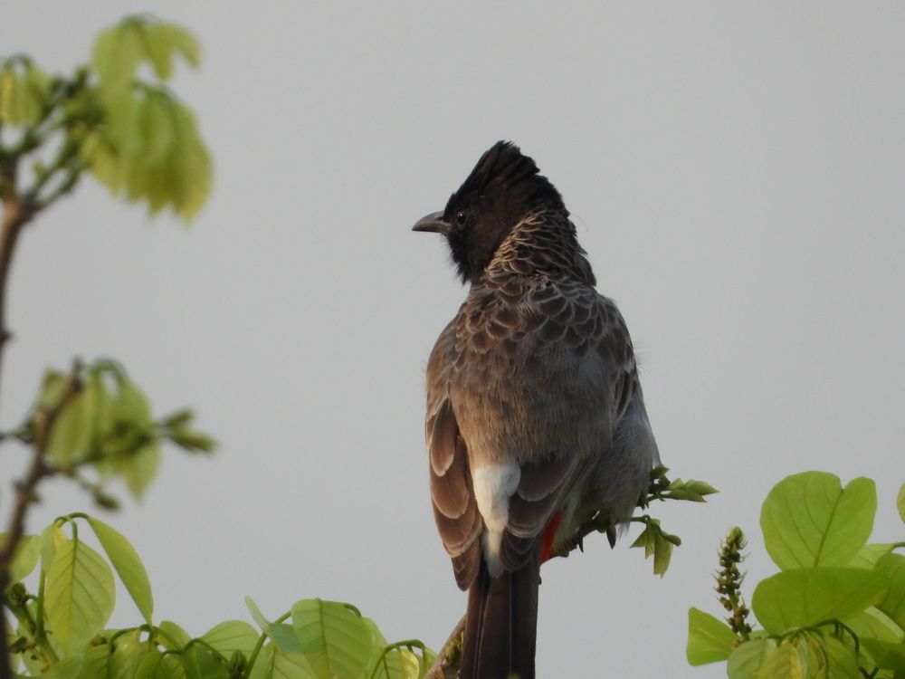 Red velvet bulbul