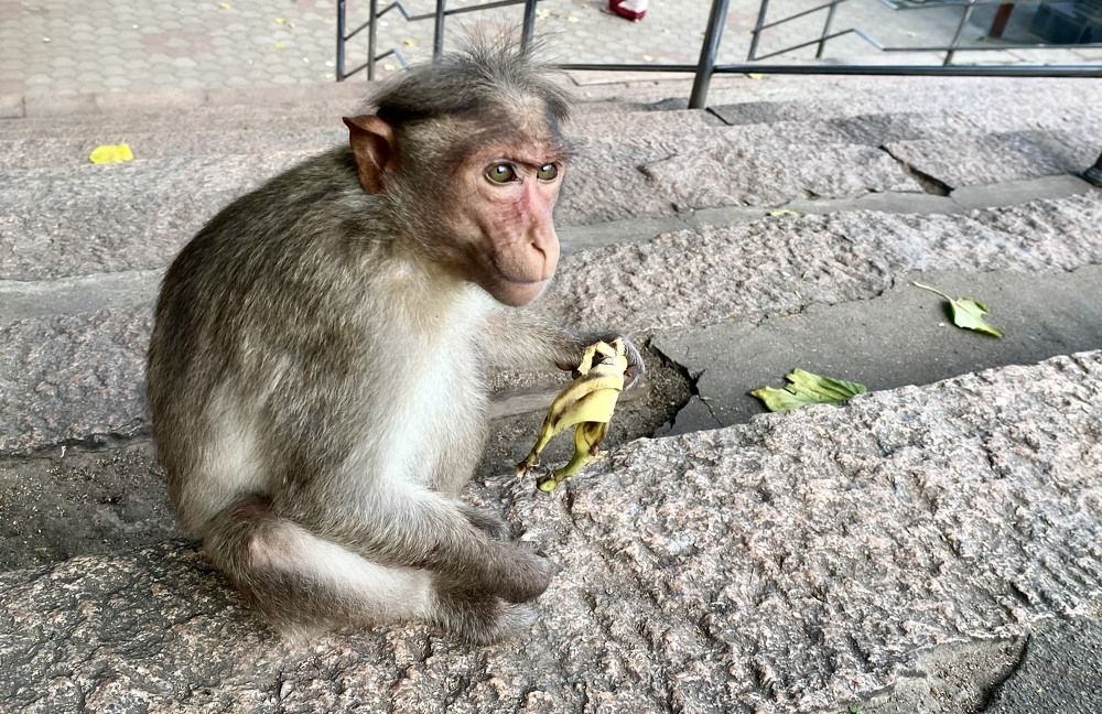 Photograph by Prabhu Viswanathan