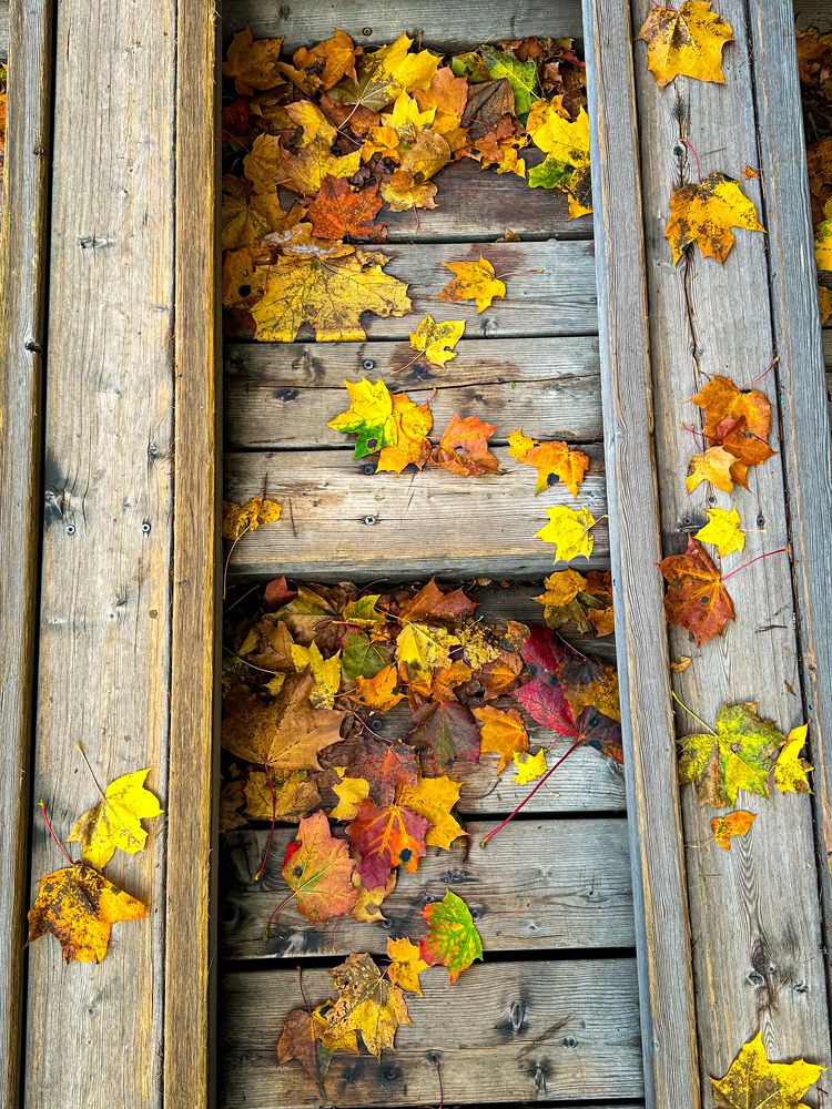 Лестница в осень