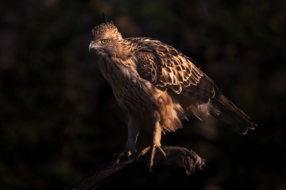 Photograph by Narayanan Iyer