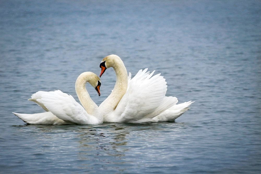 Photograph by Шруб (Беляева) Татьяна