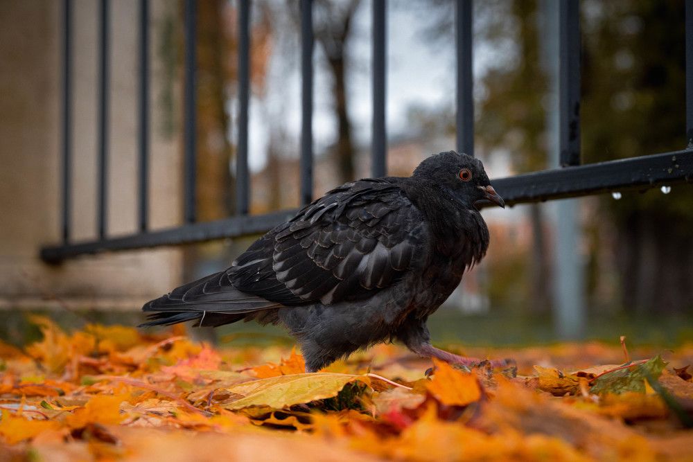 Photograph by Сергей Зимин