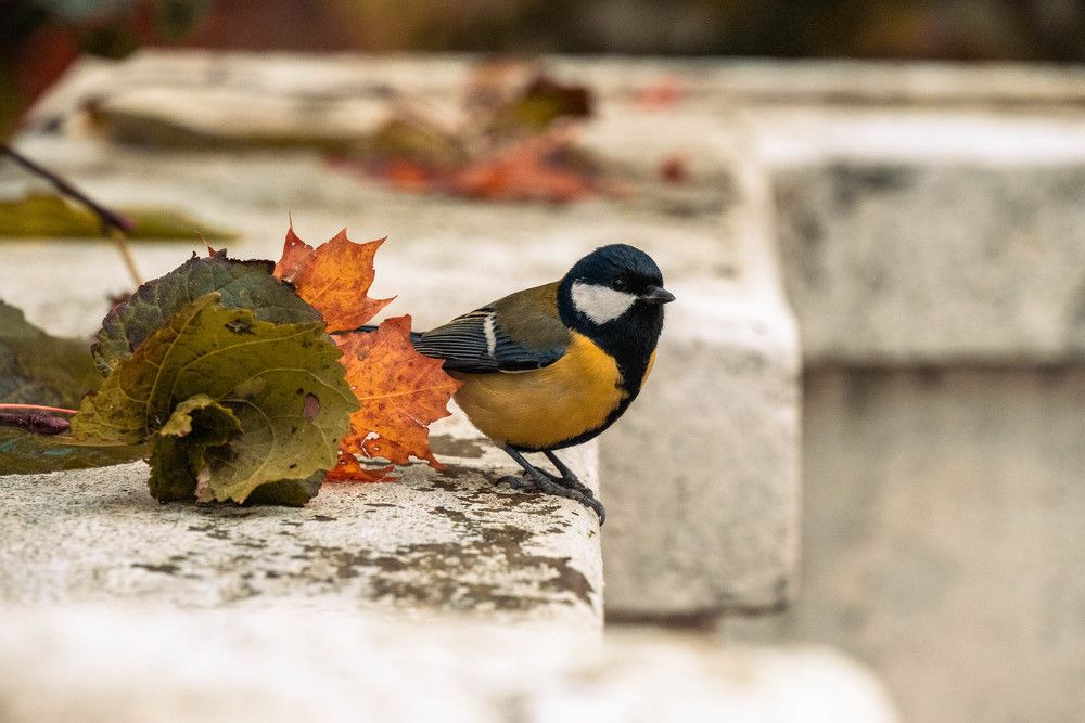 Photograph by Сергей Зимин