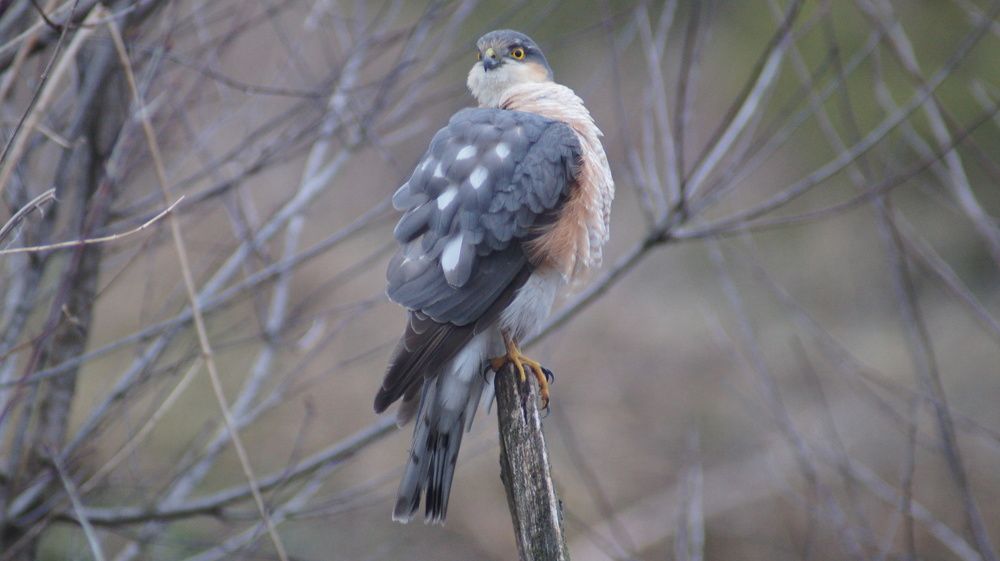 Photo #11106750