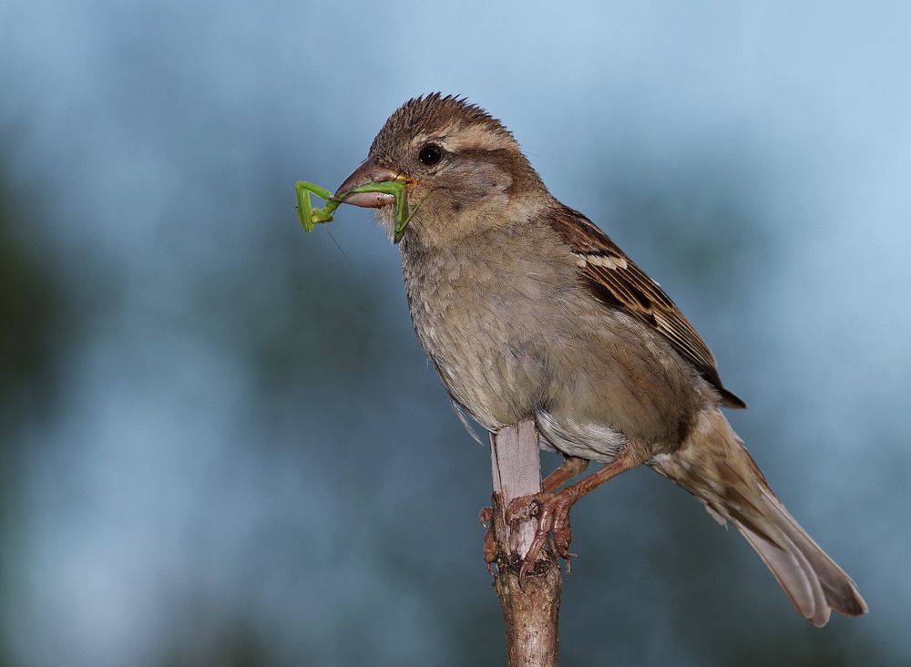 Фотография автора Сергей Гречихин