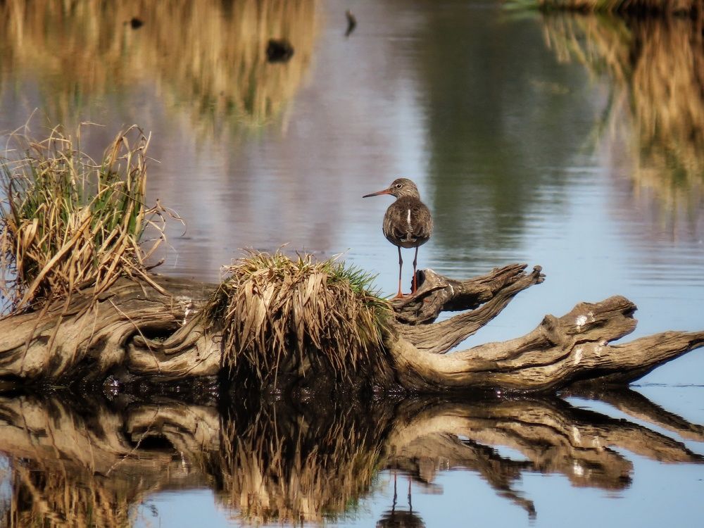 Травник на коряге
