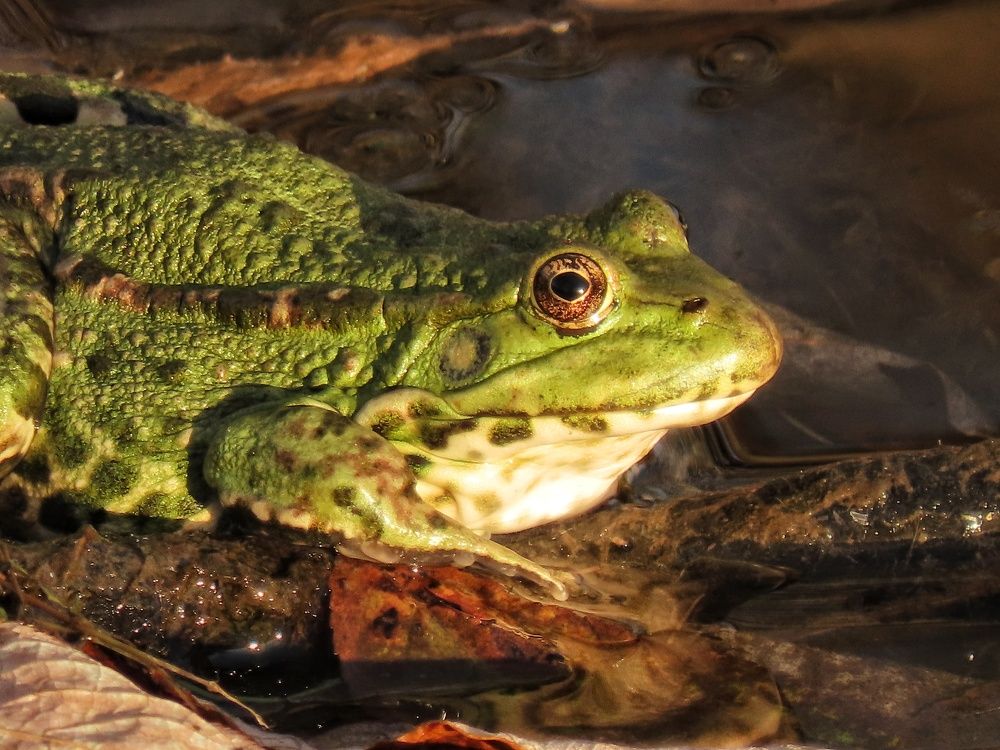 Озёрная лягушка