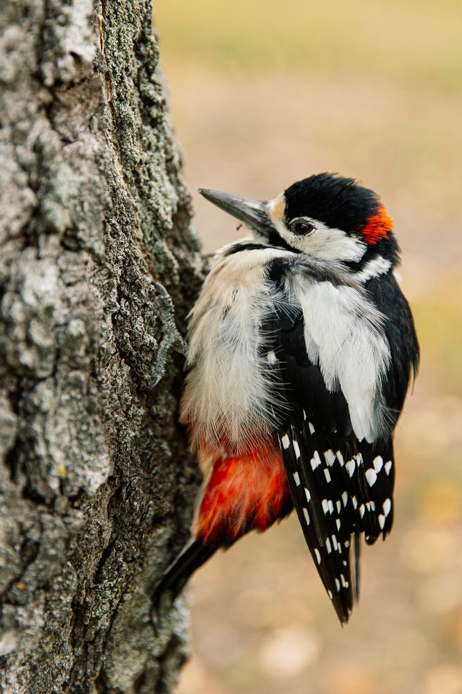 Photograph by Кристина Толстикова