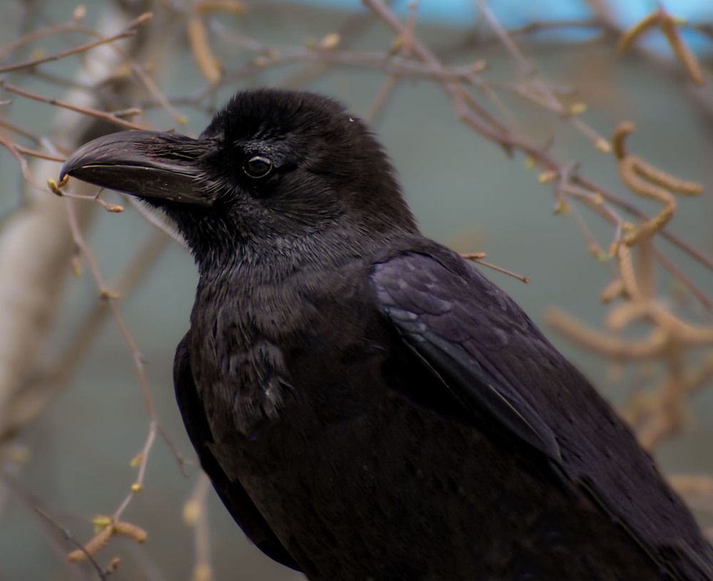 Большеклювая ворона