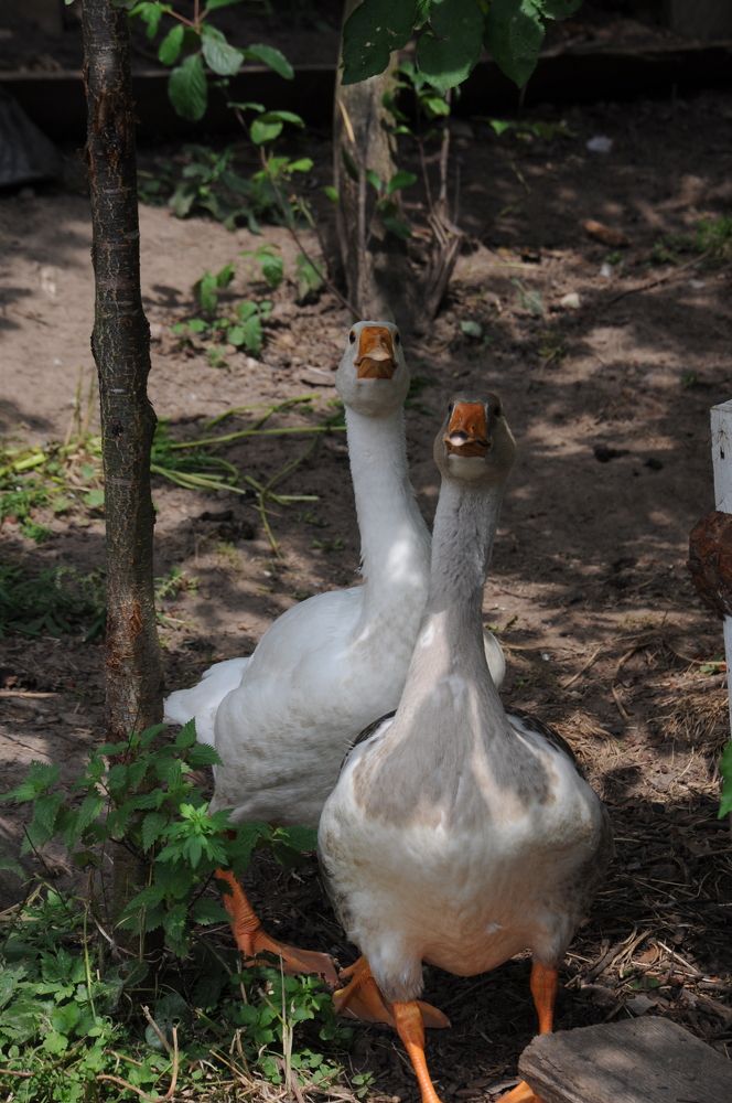 Photograph by Оксана Артимович