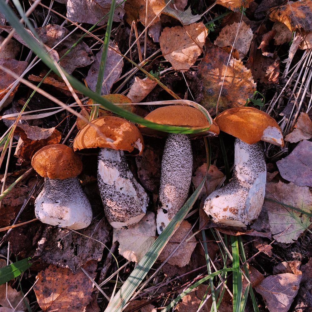 Photograph by Елизавета Силова