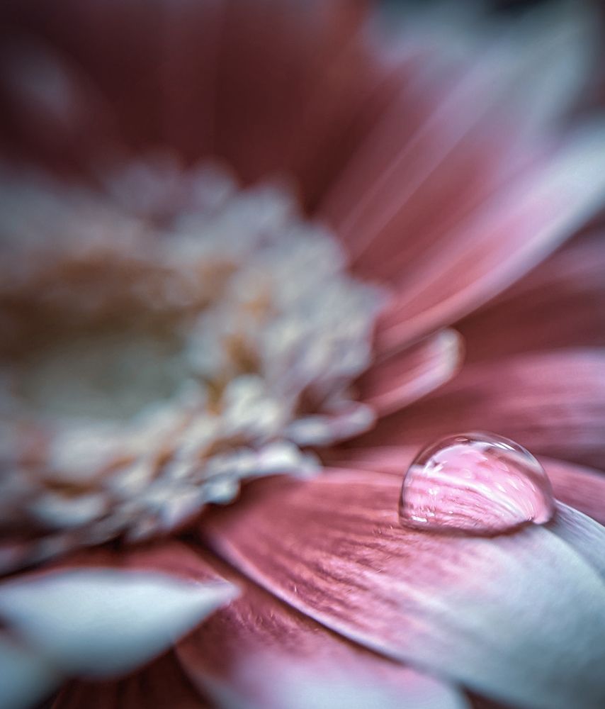 Photograph by AlexaL