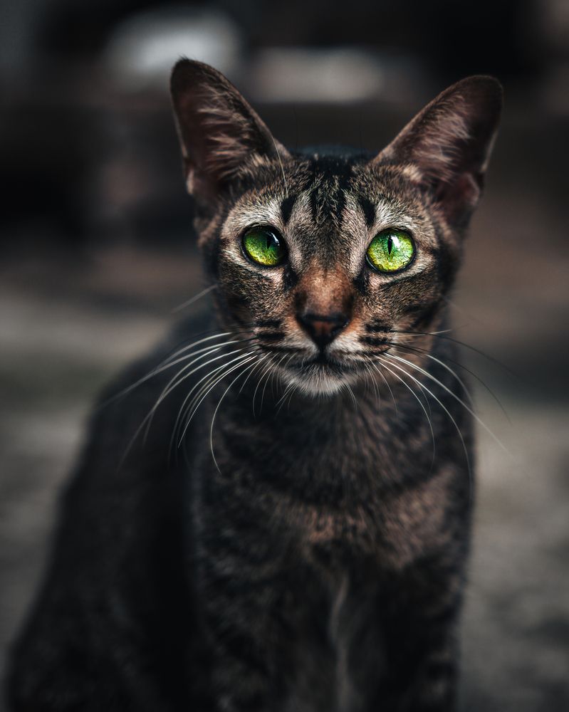 Фотография автора Andrey Yakushev