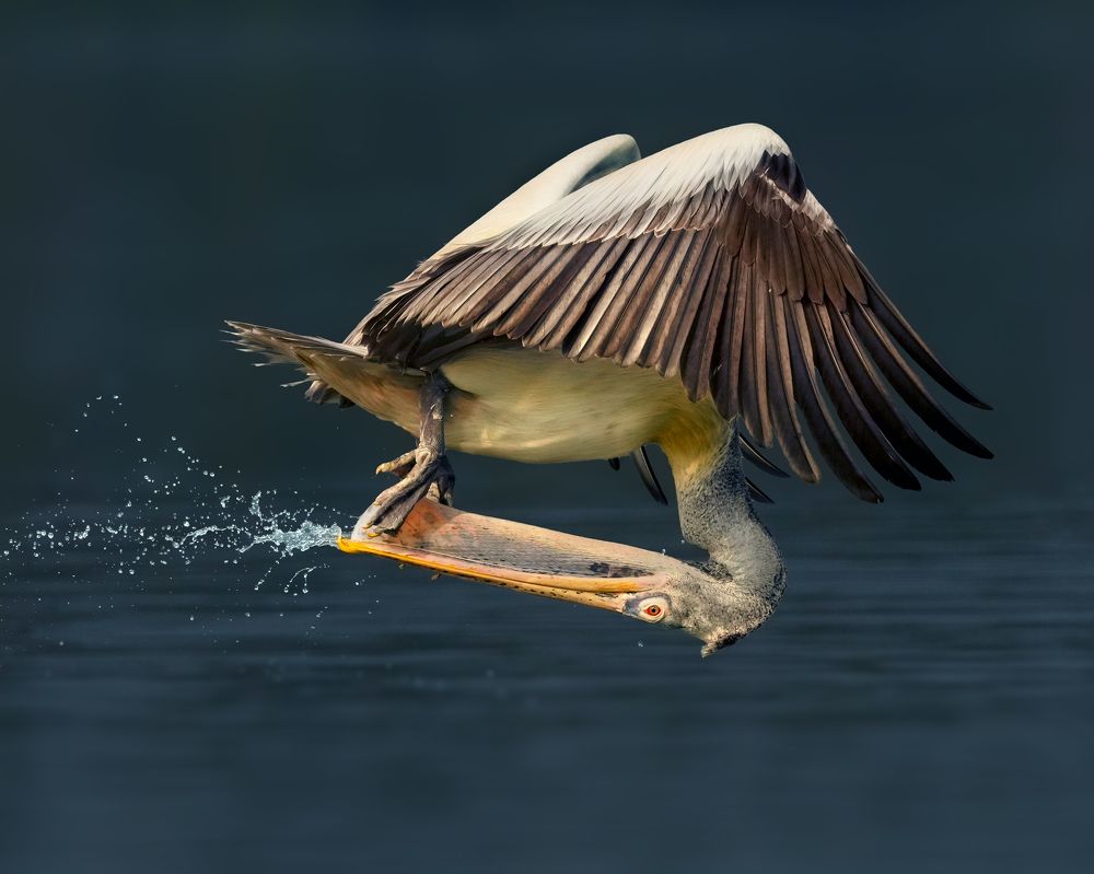 Photograph by Swarup Roy Chowdhury