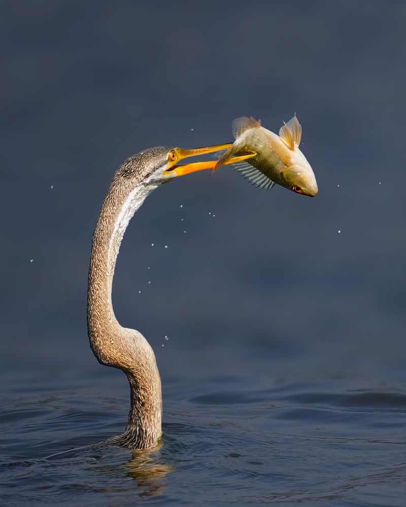 Photograph by Swarup Roy Chowdhury