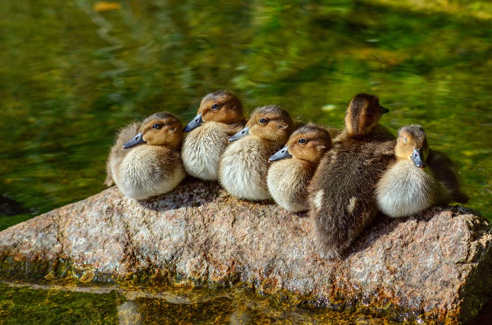 Фотография автора Алла Кожевникова