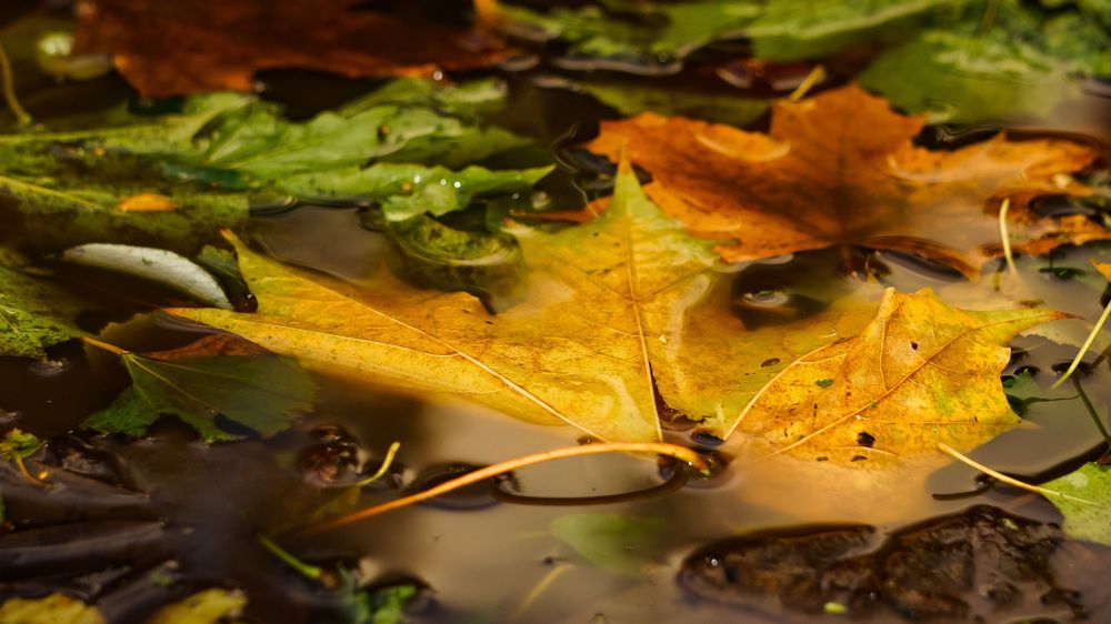 Photograph by Igors Rostikovs