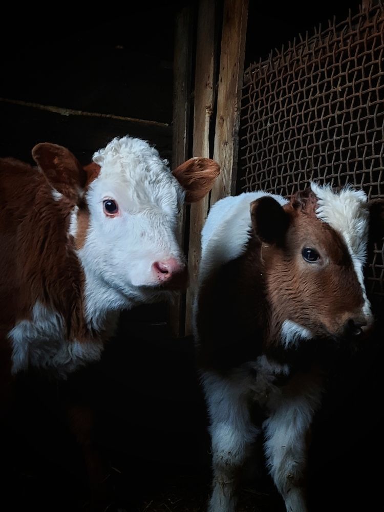 Photograph by Ксения Олина