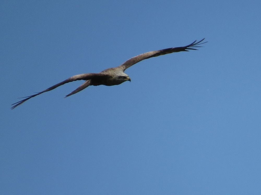 Коршун на охоте